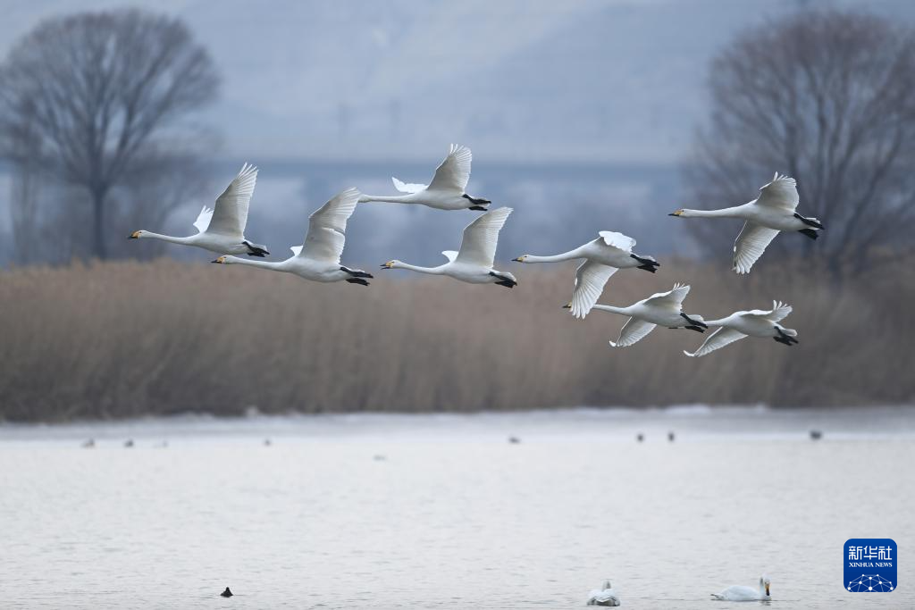 “绿”黄河与白天鹅的生态交响-大